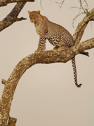 African leopard in tree, Serengeti National Park, Tanzania, Africa Animals Print
